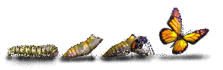 METAMORPHOSISの画像
