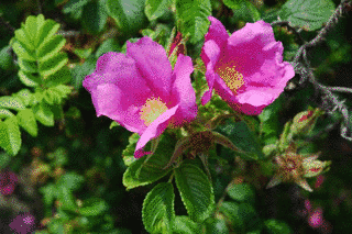 ハマナスの花の画像