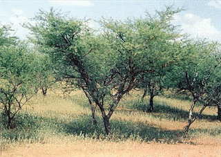 ACACIA;の画像