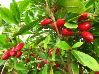 MIRACLE FRUITの画像