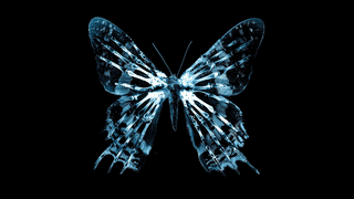 BUTTERFLY EFFECTの画像