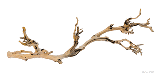 BRANCHの画像