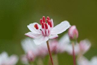 FLOWERINGの画像