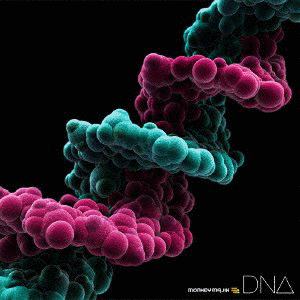 DNAの画像