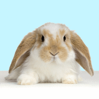 BUNNYの画像