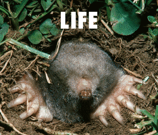 LIFEの画像