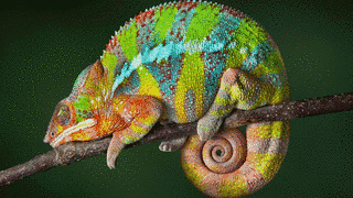 CHAMELEONの画像
