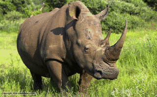 RHINOCEROSの画像
