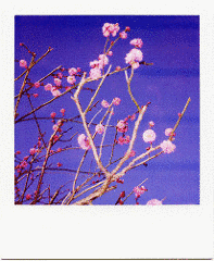 春の如く〜IT MIGHT AS WELL BE SPRING〜の画像