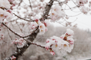 雪桜の画像