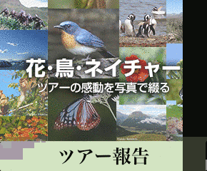 渡り鳥に宿り木をの画像