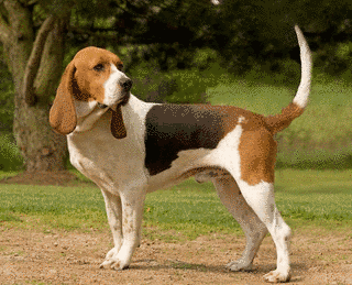 HOUND -獣欲の買収者-の画像