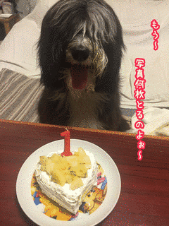 ふたぽこ☆みっくすの画像