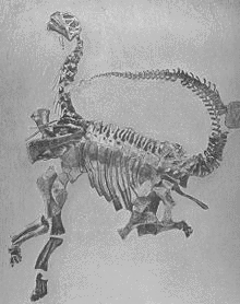 カマラの画像