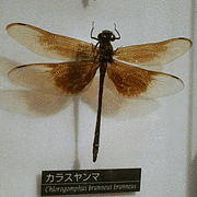 烏帯の画像