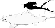 ヒトウの画像