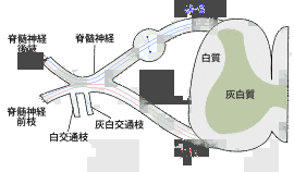 無心性覚の画像