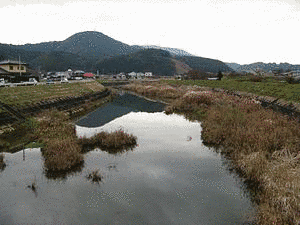 陽斐の画像