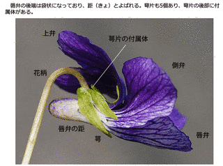 葉楚ソウの画像