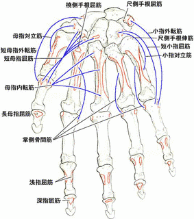 劉羅辰の画像