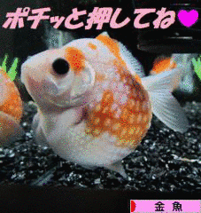 朱文圭の画像