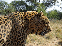 ヒョウ公の画像