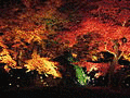厳稜の画像