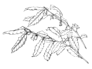 胡長粲の画像