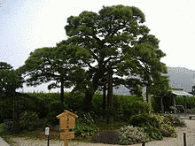 松の画像