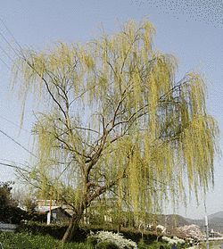 柳の画像