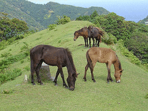 馬の画像