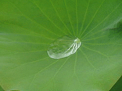 葉の画像