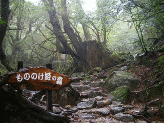 森の画像