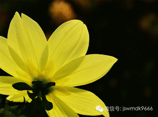 崔孝芬の画像