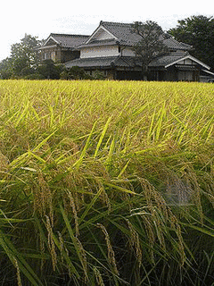 陸ハツの画像