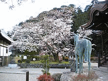 田春羅の画像