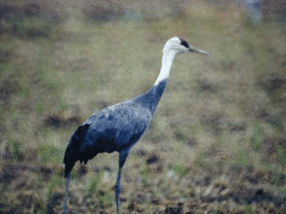 ヤヌシュ・ラジヴィウの画像
