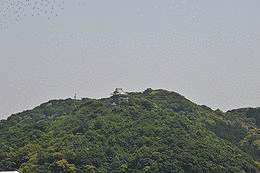 香宗我部親泰の画像