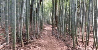 宇多頼重の画像