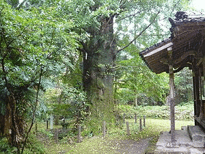 鎌田政年の画像