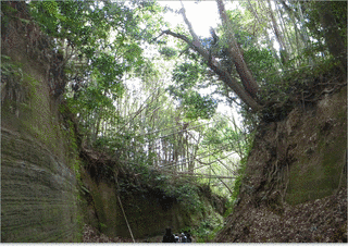 酒井胤治の画像