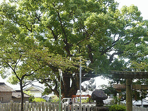 木沢長政の画像