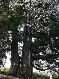 穴山信風の画像