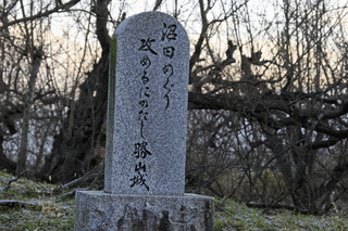油川信恵の画像