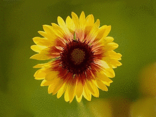 菊花の画像
