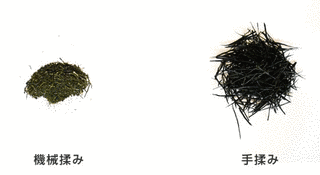 手揉み茶の画像