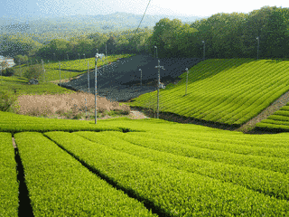 宇治茶の画像
