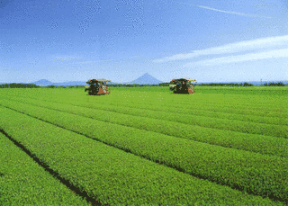 鹿児島茶の画像