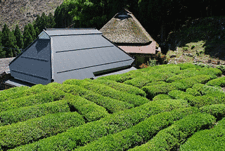 政所茶の画像