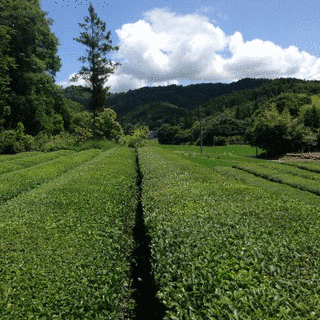 世羅茶の画像